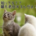 麺の老化について